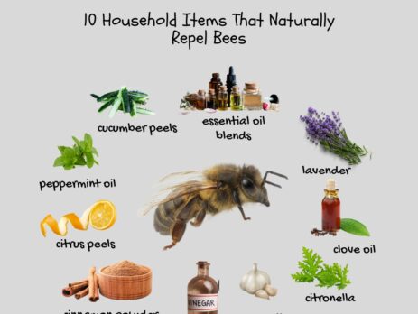 image-of-the-10-Household-Items-That-Naturally-Repel-Bees