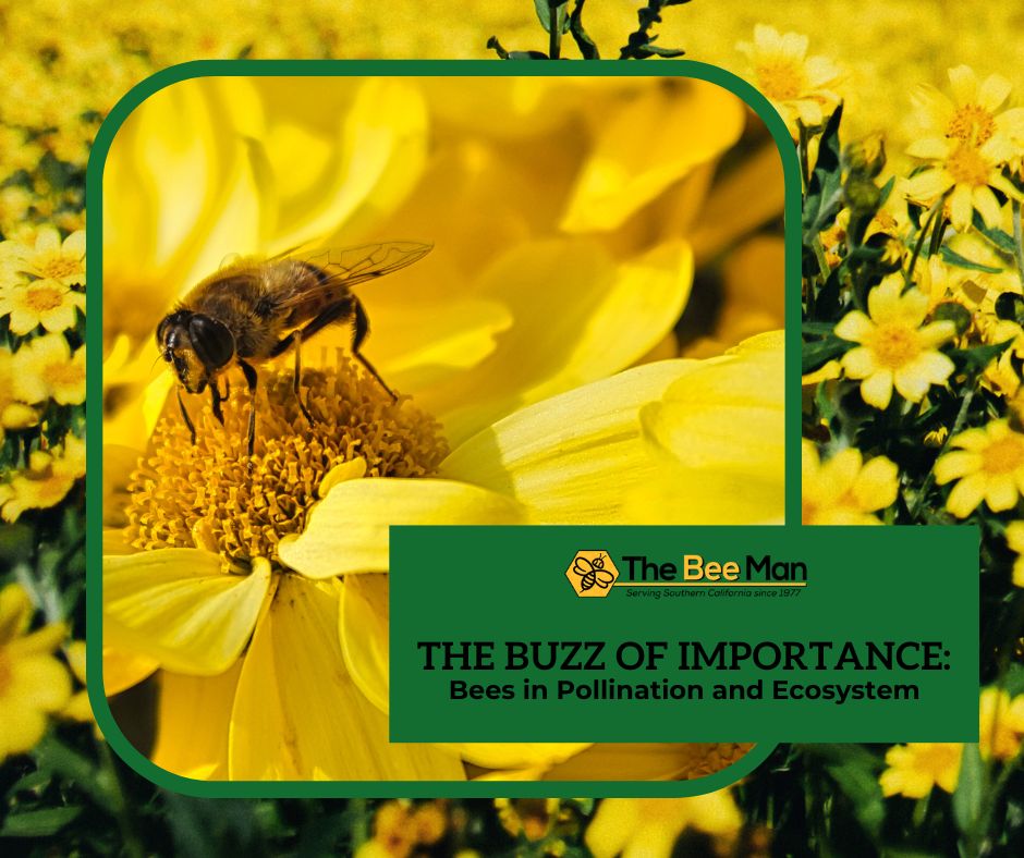 bee-on-a-field-of-flowers-blog-title-The-Buzz-of-Importance-Bees-in-Pollination-and-Ecosystem