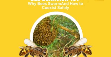 Bee-Behavior-101-Why-Bees-SwarmAnd-How-to-Coexist-Safely-Facebook-Post