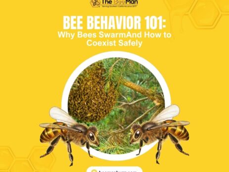Bee-Behavior-101-Why-Bees-SwarmAnd-How-to-Coexist-Safely-Facebook-Post