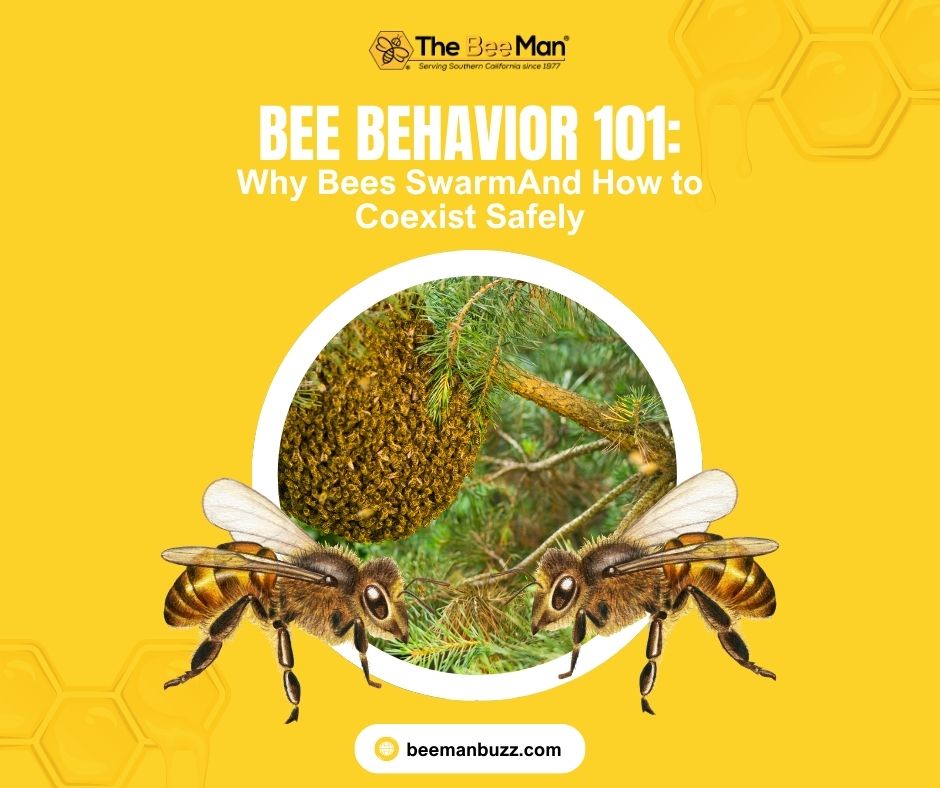 Bee-Behavior-101-Why-Bees-SwarmAnd-How-to-Coexist-Safely-Facebook-Post