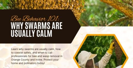 Bee-Behavior-Why-Swarms-Are-Usually-Calm