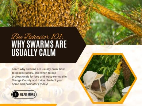 Bee-Behavior-Why-Swarms-Are-Usually-Calm