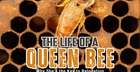 The-Life-of-a-Queen-Bee-Why-Shes-the-Key-to-Relocation-Success-Facebook-Post