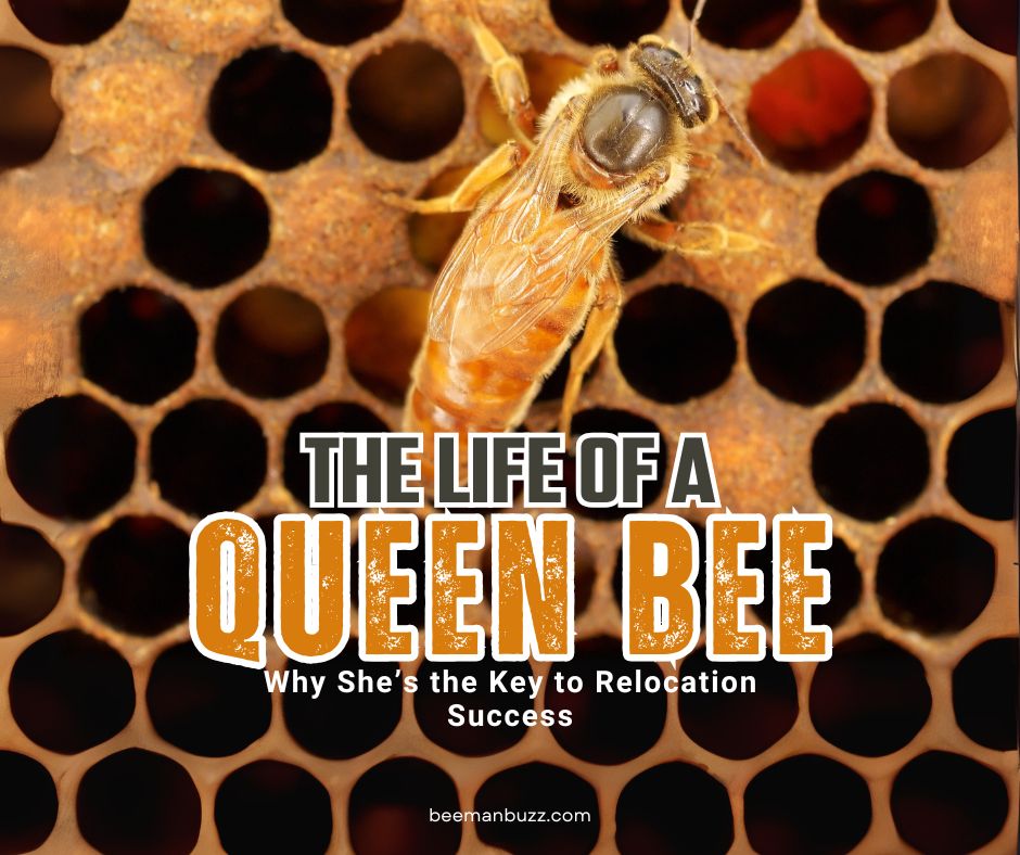 The-Life-of-a-Queen-Bee-Why-Shes-the-Key-to-Relocation-Success-Facebook-Post