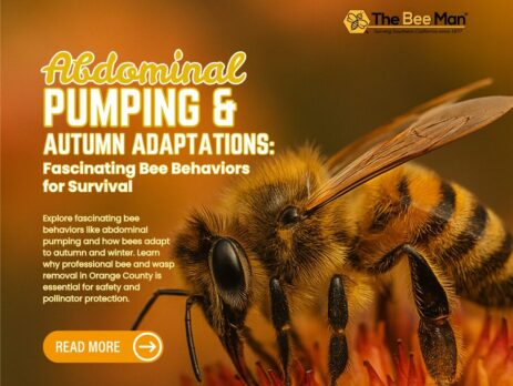 Abdominal-Pumping-and-Autumn-Adaptations-Fascinating-Bee-Behaviors-for-Survival-Facebook-Post
