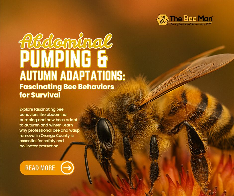 Abdominal-Pumping-and-Autumn-Adaptations-Fascinating-Bee-Behaviors-for-Survival-Facebook-Post