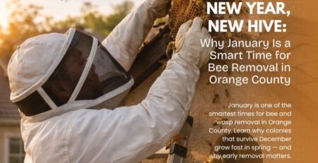 New-Year-New-Hive-Why-January-Is-a-Smart-Time-for-Bee-Removal-in-Orange-County-Facebook-Post