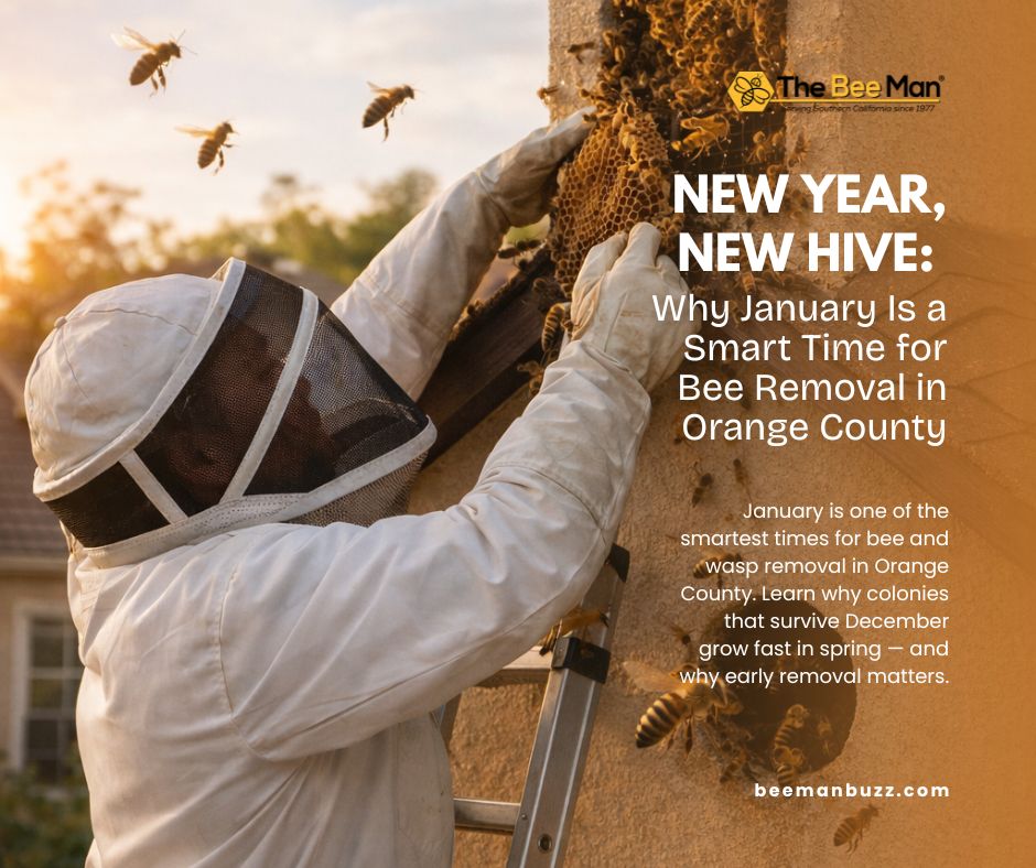New-Year-New-Hive-Why-January-Is-a-Smart-Time-for-Bee-Removal-in-Orange-County-Facebook-Post
