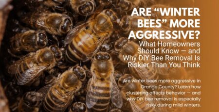 Are-Winter-Bees-More-Aggressive-What-Homeowners-Should-Know-—-and-Why-DIY-Bee-Removal-Is-Riskier-Than-You-Think-