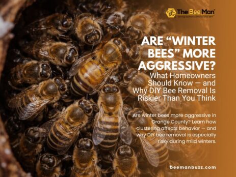 Are-Winter-Bees-More-Aggressive-What-Homeowners-Should-Know-—-and-Why-DIY-Bee-Removal-Is-Riskier-Than-You-Think-