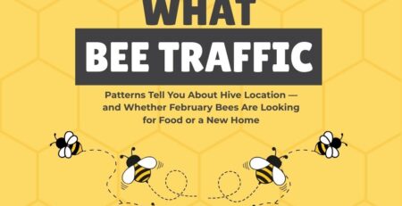 What-Bee-Traffic-Patterns-Tell-You-About-Hive-Location-—-and-Whether-February-Bees-Are-Looking-for-Food-or-a-New-Home-Facebook-Post