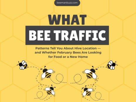 What-Bee-Traffic-Patterns-Tell-You-About-Hive-Location-—-and-Whether-February-Bees-Are-Looking-for-Food-or-a-New-Home-Facebook-Post