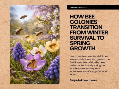 How-Bee-Colonies-Transition-from-Winter-Survival-to-Spring-Growth-Facebook-Post