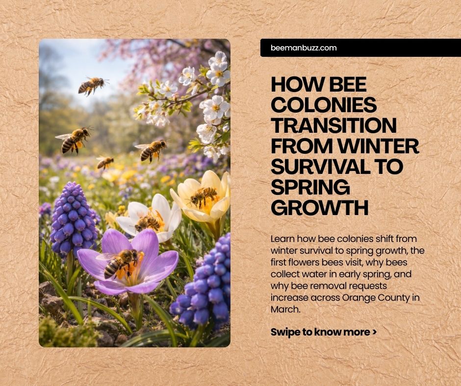 How-Bee-Colonies-Transition-from-Winter-Survival-to-Spring-Growth-Facebook-Post