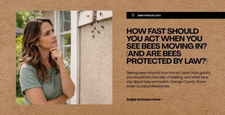 How-Fast-Should-You-Act-When-You-See-Bees-Moving-In-And-Are-Bees-Protected-by-Law