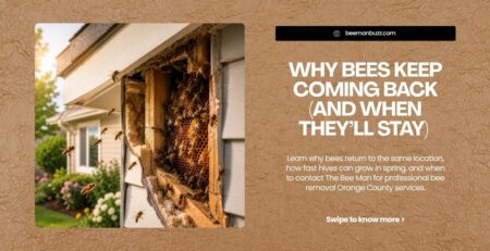 Why-Bees-Keep-Coming-Back-And-When-Theyll-Stay-website