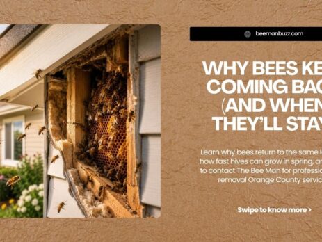 Why-Bees-Keep-Coming-Back-And-When-Theyll-Stay-website