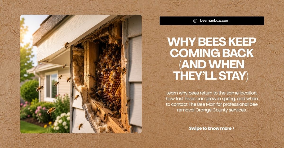 Why-Bees-Keep-Coming-Back-And-When-Theyll-Stay-website