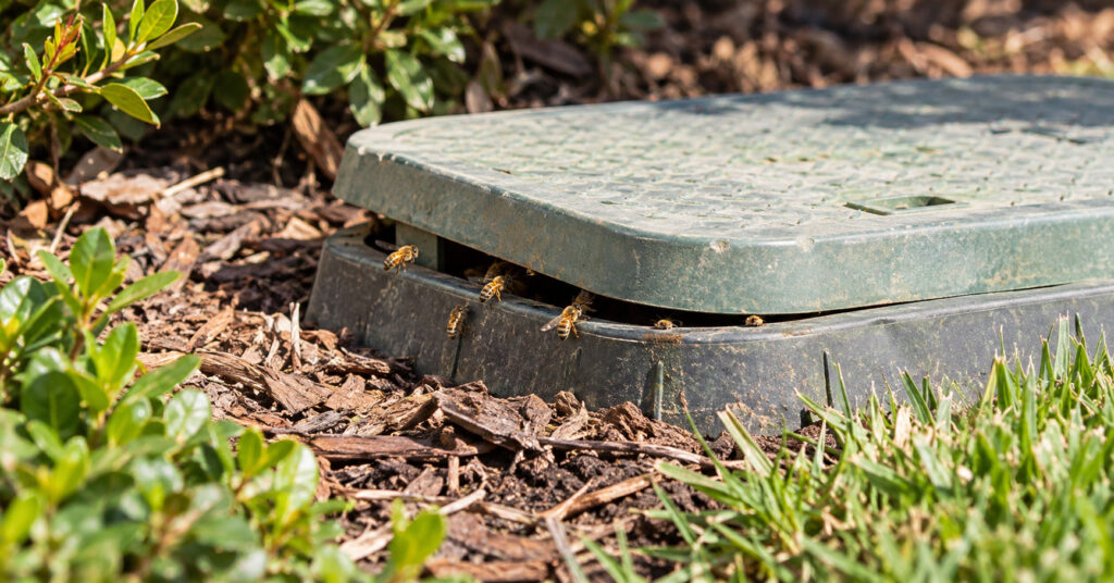 Bees-entering-a-water-meter-box-through-a-small-opening